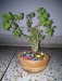 Bonsai tree for beginner.